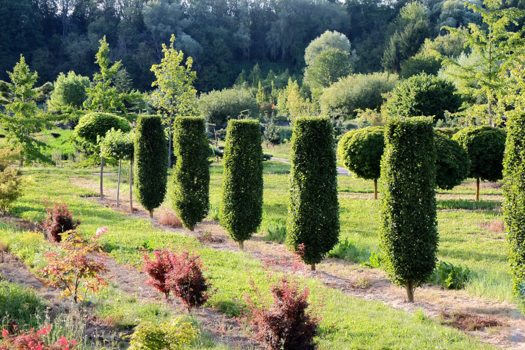 Pflanzungen für Ihren Garten vom Profi Niedenhoff Gartenbau